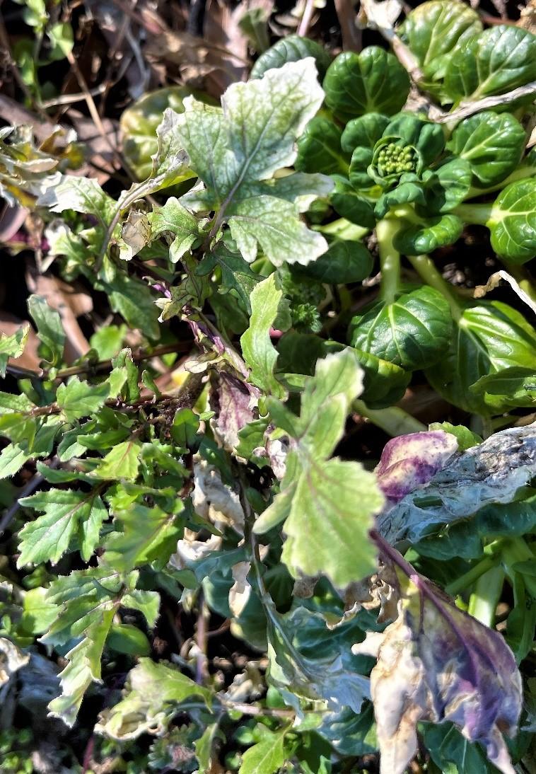 Red legged winter mites causing damage to leafy greens in high tunnels